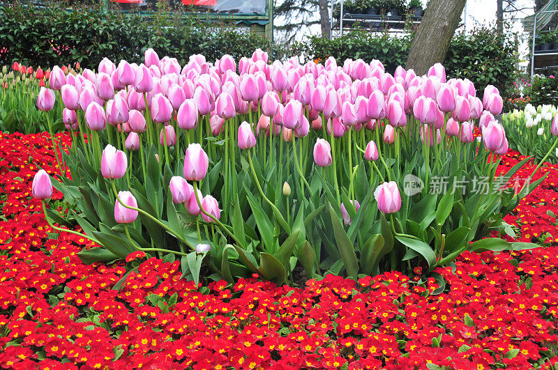 土耳其的郁金香花园