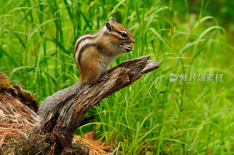 西伯利亚花栗鼠在原木上吃坚果。