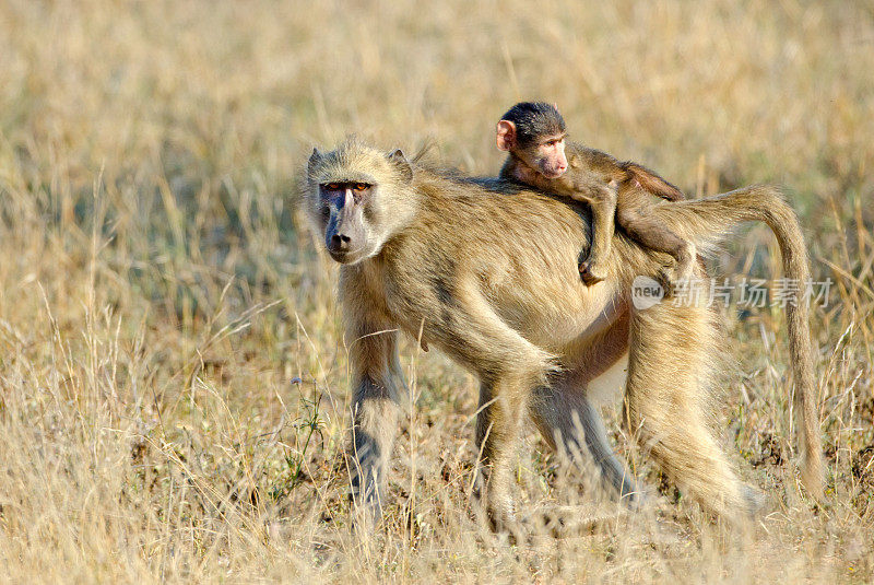 带宝宝的狒狒――南非