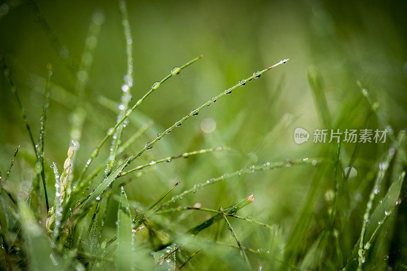 晨露在草绿的大自然背景上