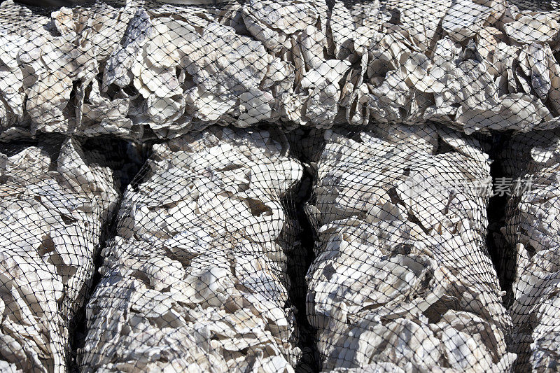 成堆的牡蛎，蛤蜊壳，用来回收成庭院产品