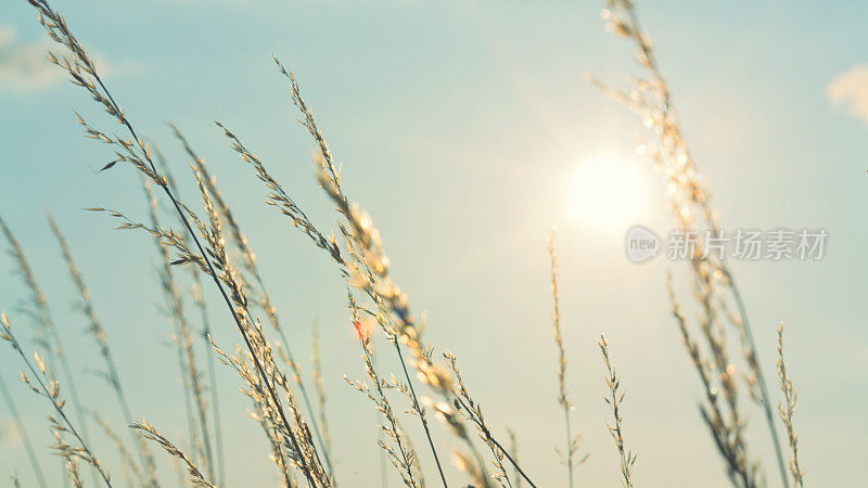 在温暖的夏日，高高的草地在微风中摇曳