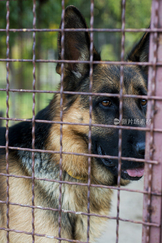 狗窝里的德国牧羊犬