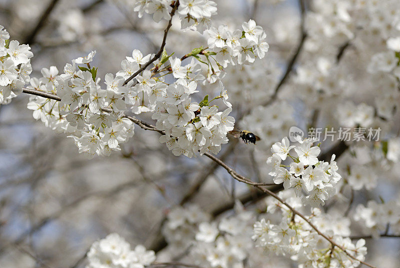 授粉-大黄蜂飞到樱花