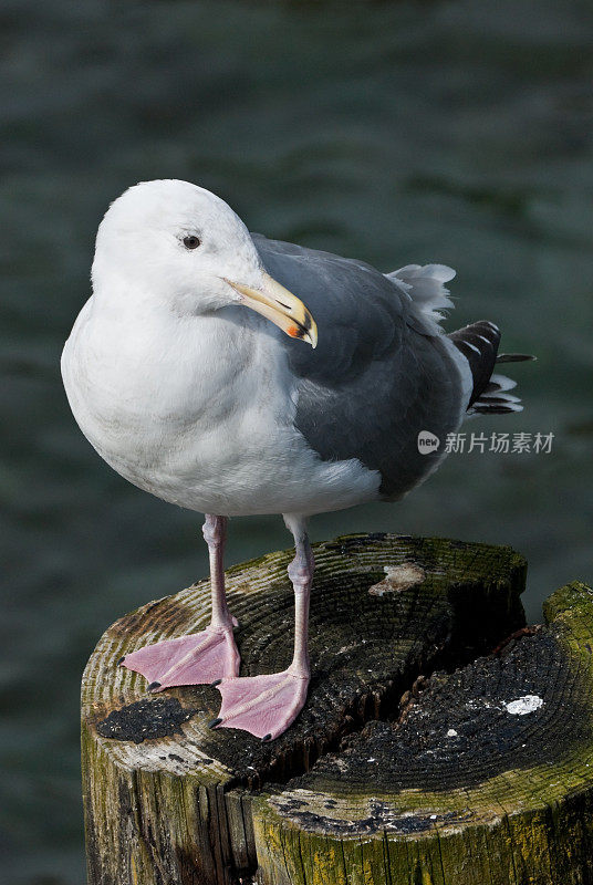 西海鸥栖息在木桩上