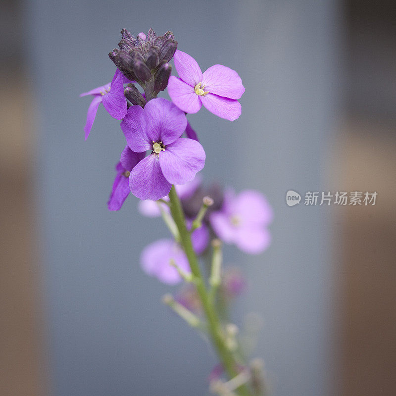 Erysimum”鲍尔斯“淡紫色”。常年不愿当壁花。