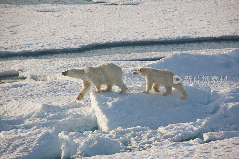 两只北极熊在浮冰上