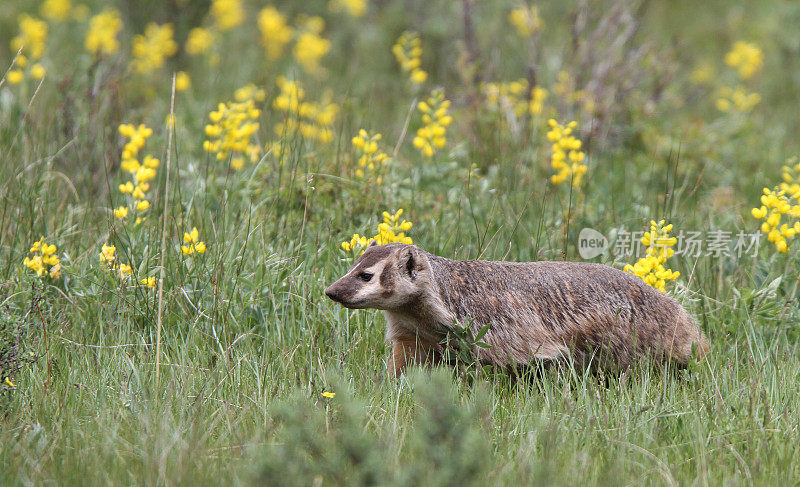 獾在落基山国家公园的花丛中狩猎