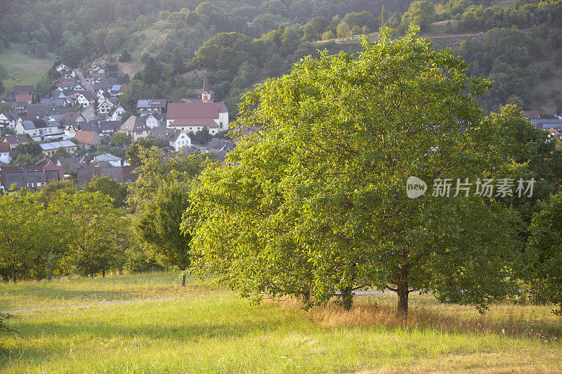 田野上的树木