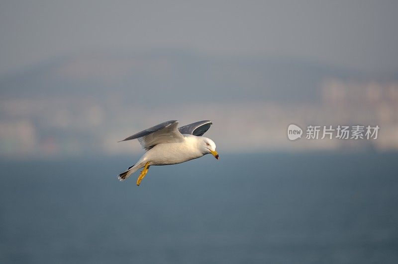 海鸥在海上飞翔