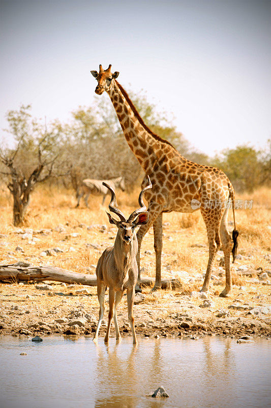库杜和长颈鹿在Etosha国家公园的水坑