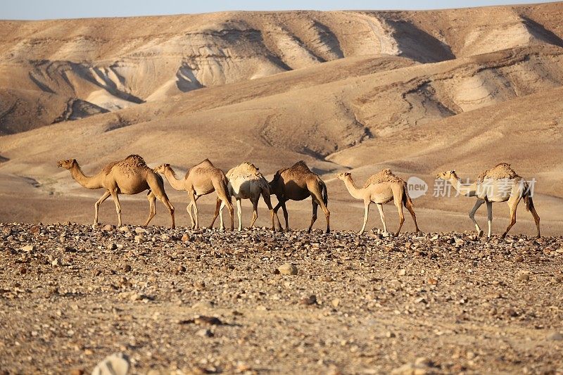 内盖夫沙漠以色列骆驼