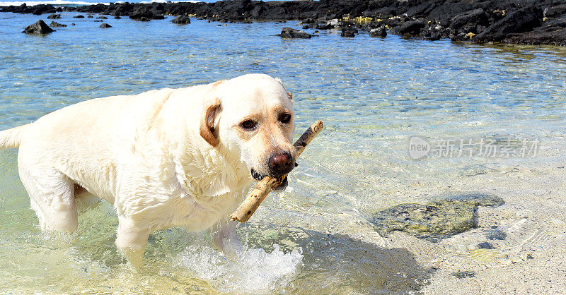 拉布拉多寻回犬