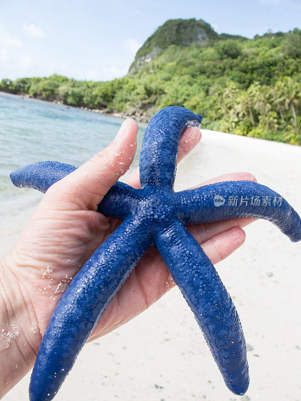 在美丽的南太平洋海滩上，一只手里拿着的蓝色海星
