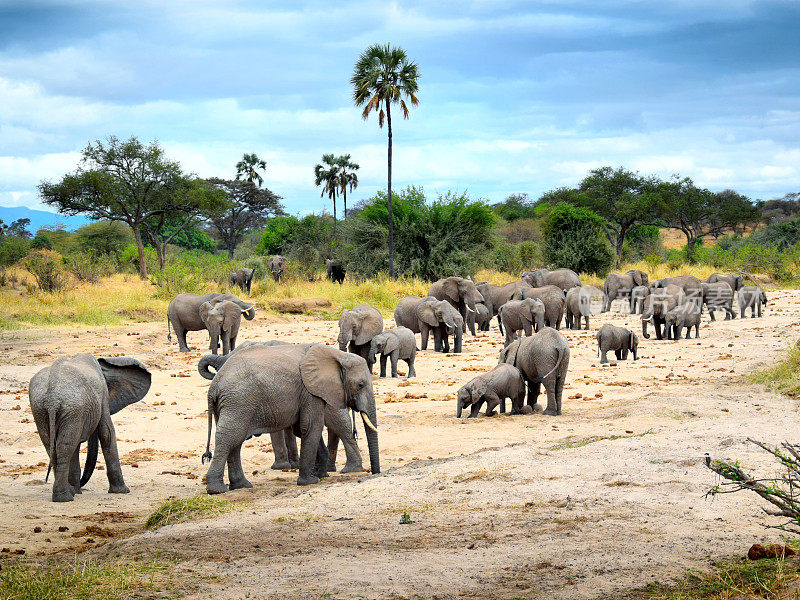 一大群大象正在挖沙取水