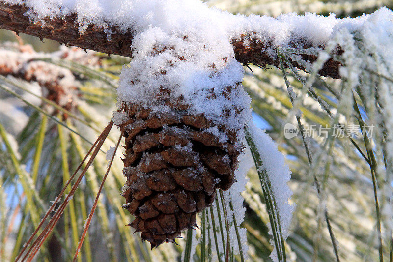 雪锥