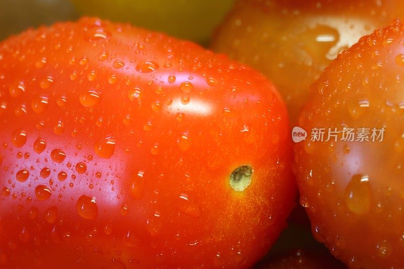 新鲜的新采摘的有机番茄全框架