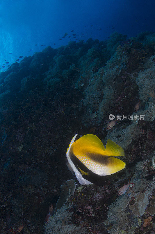 密克罗尼西亚帕劳的蝴蝶鱼