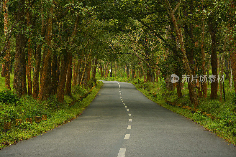 穿过森林的乡村公路