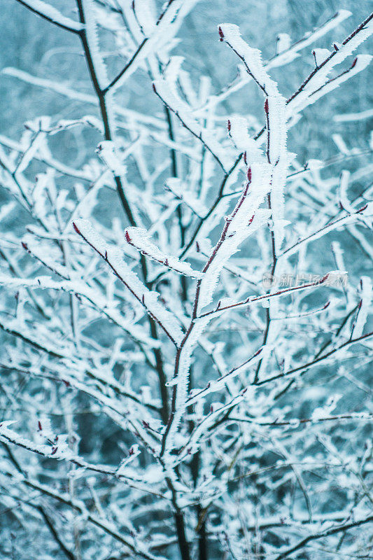 树枝上的雪