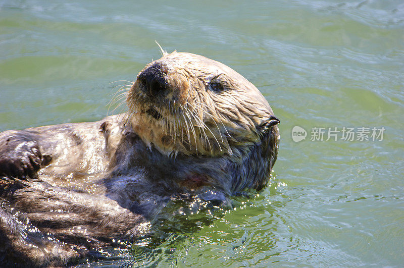 野生海獭在平静的海水中休息