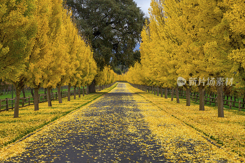 加州纳帕谷道路上的黄色银杏树