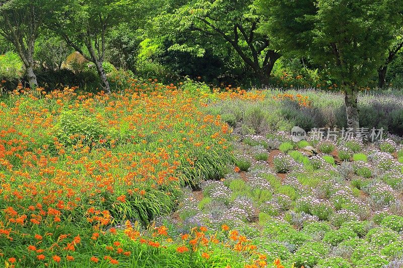 法国普罗旺斯薰衣草花园，百合花盛开