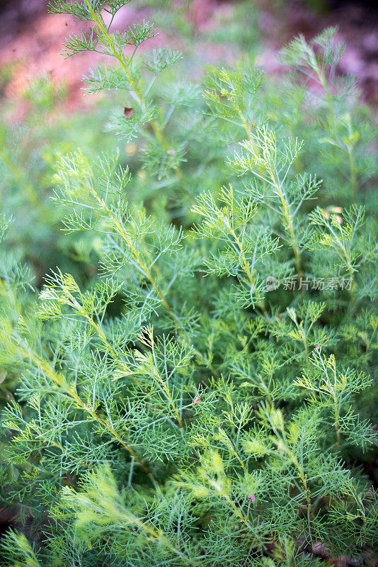 调味药草和香料:香樟