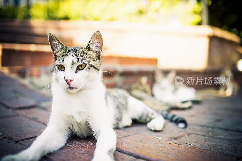 流浪猫-伊斯坦布尔，土耳其