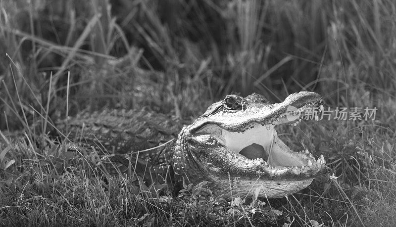 佛罗里达沼泽湿地国家公园的鳄鱼自然栖息地