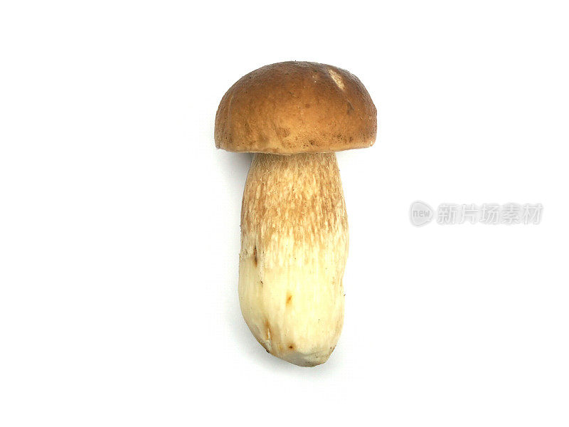 王牛肝菌