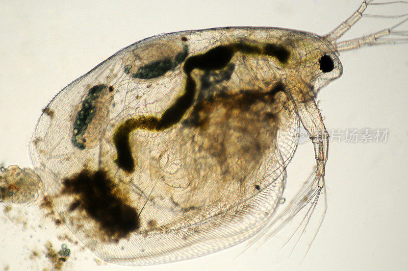 水蚤，Simocephalus种，显微摄影