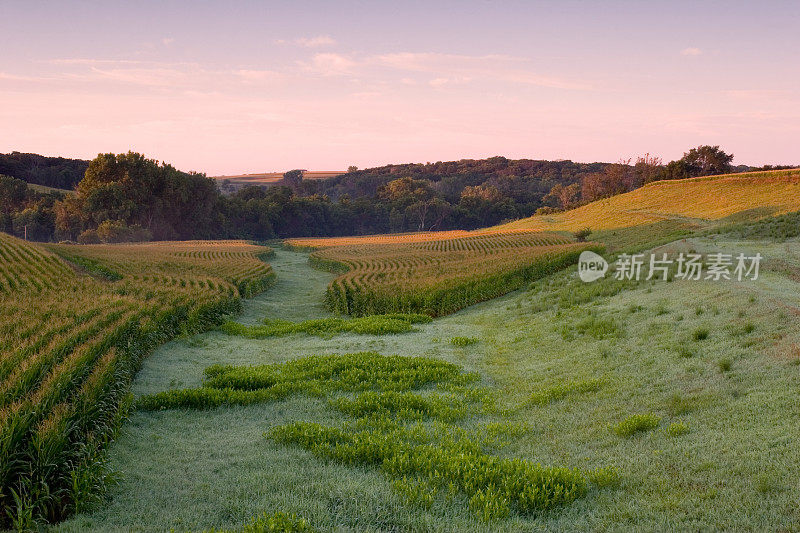 玉米田