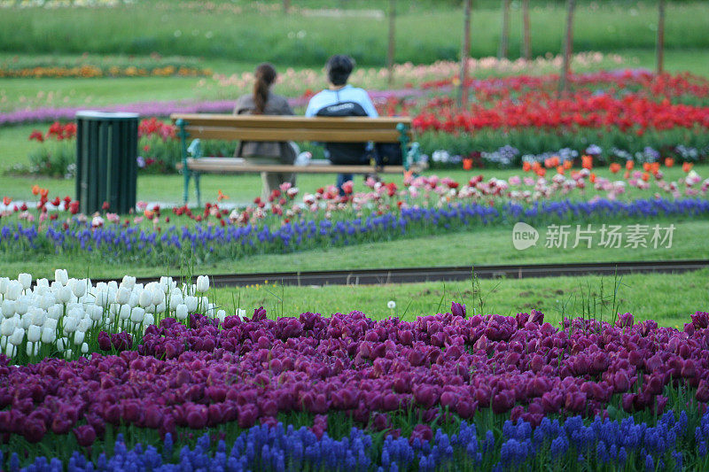 一对夫妇在郁金香花园里