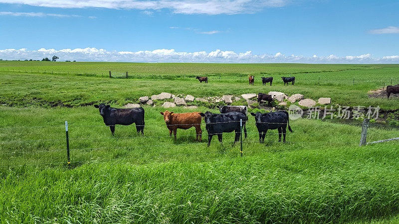 牛在绿色的草地上吃草