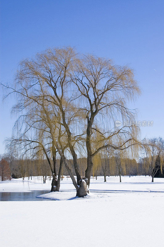 柳树在阳光明媚的冬天风景