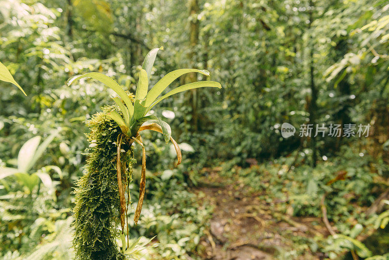 绿色雨林植物在哥斯达黎加丛林景观旅游目的地