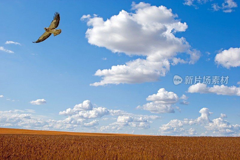 斯文森的鹰正飞过夏末准备收割小麦