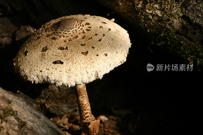 树阴下的蘑菇-木犀草
