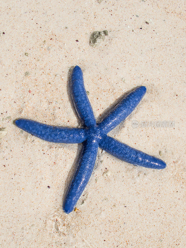 白色沙滩上的蓝色海星