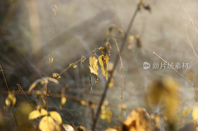 雾中的小树枝