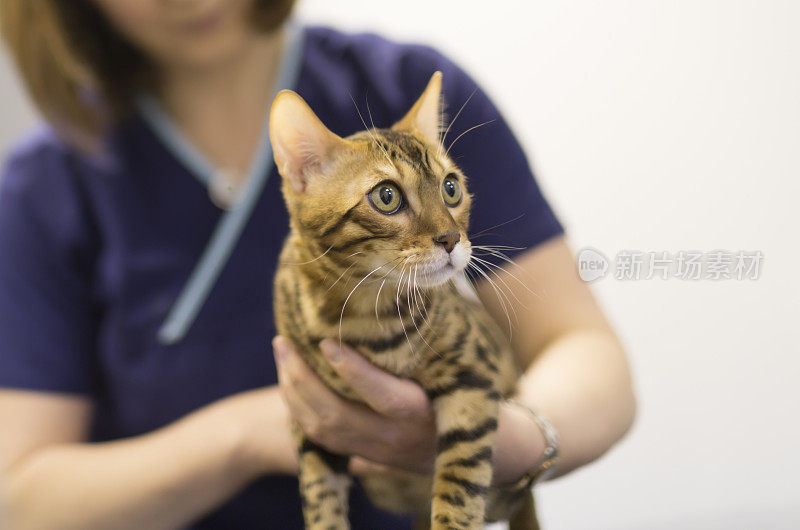 兽医正在检查一只孟加拉小猫