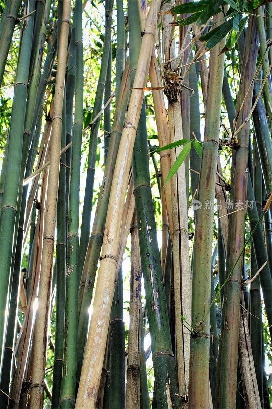 竹子植物茎秆自然背景