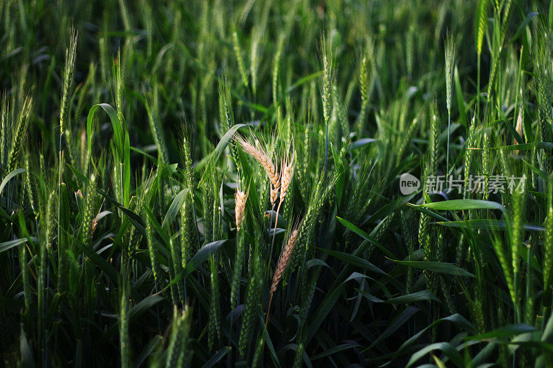 成熟的小麦植株从人群中脱颖而出