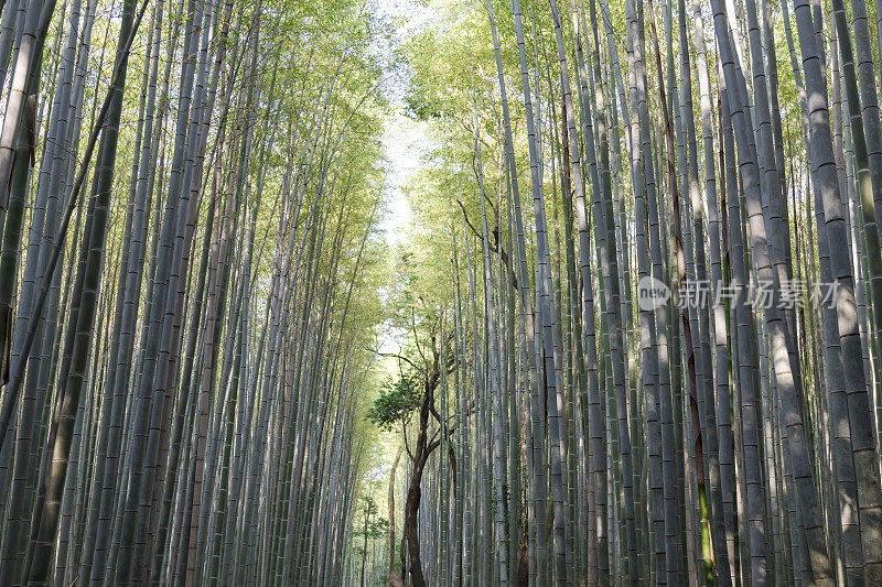 竹林