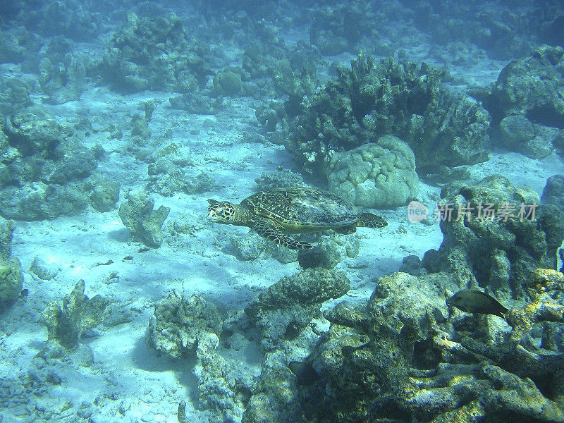 海龟游泳