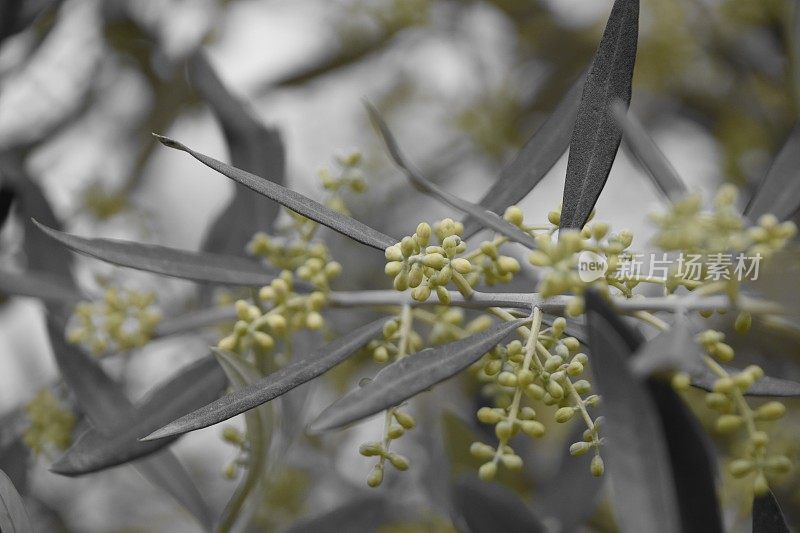 橄榄树的开花