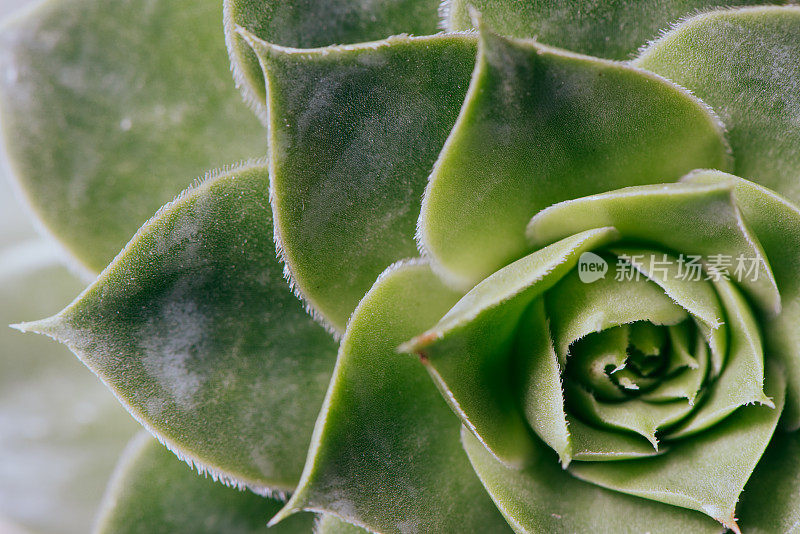 Aeonium