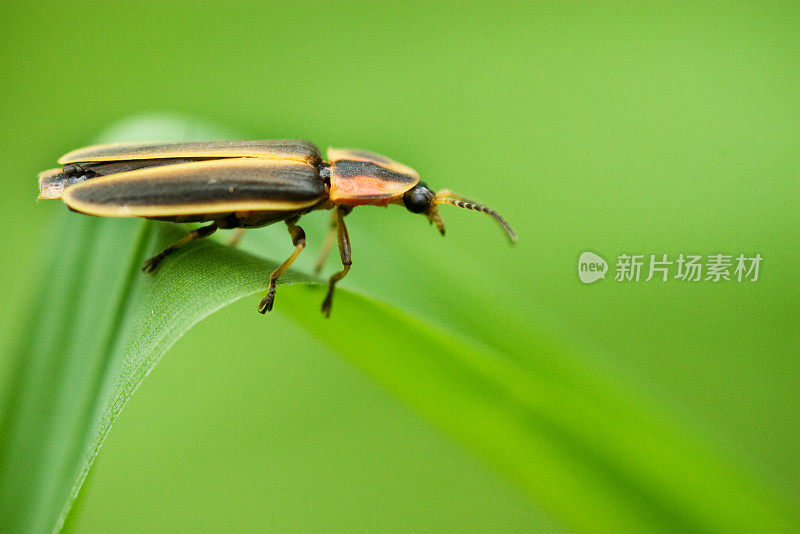 宾夕法尼亚州的萤火虫