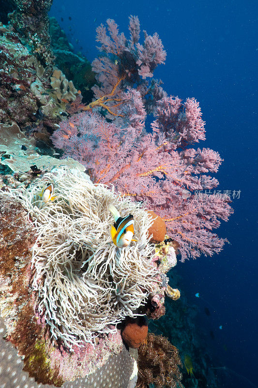 克拉克海葵鱼在革皮海葵:美丽的礁布纳肯